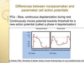Differences between nonpacemaker and
             pacemaker cell action potentials

   PCs - Slow, continuous depolarization during rest
   Continuously moves potential towards threshold for a
    new action potential (called a phase 4 depolarization)
 