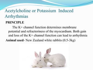 Acetylcholine or Potassium Induced
Arrhythmias
PRINCIPLE
The K+ channel function determines membrane
potential and refractoriness of the myocardium. Both gain
and loss of the K+ channel function can lead to arrhythmia
Animal used- New Zealand white rabbits (0.5-3kg)
 