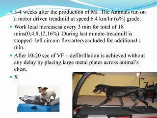  3-4 weeks after the production of MI .The Animals run on
a motor driven treadmill at speed 6.4 km/hr (o%) grade.
 Work load increasesa every 3 min for total of 18
mins(0,4,8,12,16%) .During last minute-treadmill is
stopped- left circum flex arteryoccluded for additional 1
min.
 After 10-20 sec of VF – defibrillation is achieved without
any delay by placing large metal plates across animal’s
chest.
 X
 