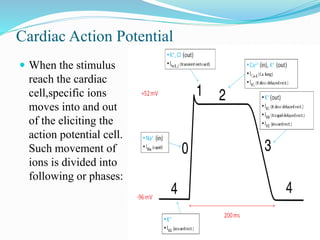 Cardiac Action Potential
 When the stimulus
reach the cardiac
cell,specific ions
moves into and out
of the eliciting the
action potential cell.
Such movement of
ions is divided into
following or phases:
 