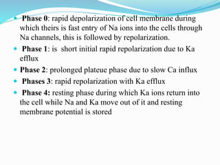  Phase 0: rapid depolarization of cell membrane during
which theirs is fast entry of Na ions into the cells through
Na channels, this is followed by repolarization.
 Phase 1: is short initial rapid repolarization due to Ka
efflux
 Phase 2: prolonged plateue phase due to slow Ca influx
 Phases 3: rapid repolarization with Ka efflux
 Phase 4: resting phase during which Ka ions return into
the cell while Na and Ka move out of it and resting
membrane potential is stored
 