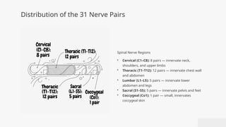 Comprehensive Review of Spinal Cord Morphology, Anatomy, and Clinical ...