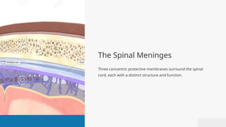 Comprehensive Review of Spinal Cord Morphology, Anatomy, and Clinical ...