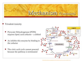 Mechanism (Continued)
   Trivalent toxicity


       Pyruvate Dehydrogenase (PDH)
        requires lipoic acid cofactor – a dithiol

       As inhibits this enzyme by binding to
        the cofactor

       The citric acid cycle cannot proceed
        because the pathway is terminated


                                                    http://upload.wikimedia.org/wikipedia/commons/0/0b/Citric_acid_cycle_with_aconitate_2.svg
 