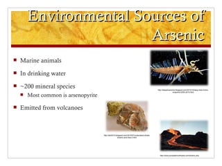 Environmental Sources of
                        Arsenic
   Marine animals
   In drinking water
   ~200 mineral species                                                                      http://deepbluehome.blogspot.com/2010/10/deep-blue-home-
                                                                                                               snapshot-2000-2010.html
       Most common is arsenopyrite

   Emitted from volcanoes



                                      http://ebt2010.blogspot.com/2010/07/understand-whats-
                                                       arsenic-and-how-it.html




                                                                                                http://www.ecowaternorthwest.com/arsenic.php
 