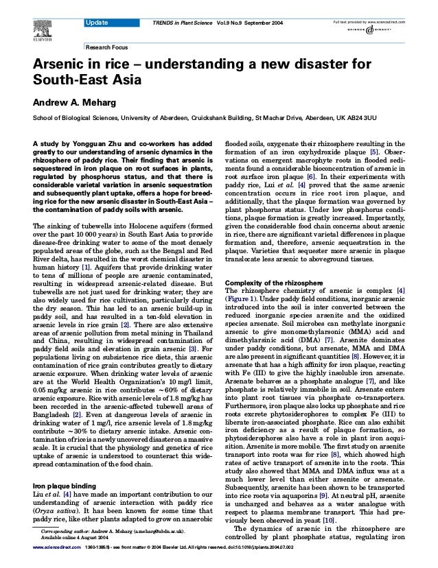 Research Focus
Arsenic in rice – understanding a new disaster for
South-East Asia
Andrew A. Meharg
School of Biological Sciences, University of Aberdeen, Cruickshank Building, St Machar Drive, Aberdeen, UK AB24 3UU
A study by Yongguan Zhu and co-workers has added
greatly to our understanding of arsenic dynamics in the
rhizosphere of paddy rice. Their finding that arsenic is
sequestered in iron plaque on root surfaces in plants,
regulated by phosphorus status, and that there is
considerable varietal variation in arsenic sequestration
and subsequently plant uptake, offers a hope for breed-
ing rice for the new arsenic disaster in South-East Asia –
the contamination of paddy soils with arsenic.
The sinking of tubewells into Holocene aquifers (formed
over the past 10 000 years) in South East Asia to provide
disease-free drinking water to some of the most densely
populated areas of the globe, such as the Bengal and Red
River delta, has resulted in the worst chemical disaster in
human history [1]. Aquifers that provide drinking water
to tens of millions of people are arsenic contaminated,
resulting in widespread arsenic-related disease. But
tubewells are not just used for drinking water; they are
also widely used for rice cultivation, particularly during
the dry season. This has led to an arsenic build-up in
paddy soil, and has resulted in a ten-fold elevation in
arsenic levels in rice grain [2]. There are also extensive
areas of arsenic pollution from metal mining in Thailand
and China, resulting in widespread contamination of
paddy field soils and elevation in grain arsenic [3]. For
populations living on subsistence rice diets, this arsenic
contamination of rice grain contributes greatly to dietary
arsenic exposure. When drinking water levels of arsenic
are at the World Health Organization’s 10 mg/l limit,
0.05 mg/kg arsenic in rice contributes w60% of dietary
arsenic exposure. Rice with arsenic levels of 1.8 mg/kg has
been recorded in the arsenic-affected tubewell areas of
Bangladesh [2]. Even at dangerous levels of arsenic in
drinking water of 1 mg/l, rice arsenic levels of 1.8 mg/kg
contribute w30% to dietary arsenic intake. Arsenic con-
taminationofriceisanewlyuncovereddisasteronamassive
scale. It is crucial that the physiology and genetics of rice
uptake of arsenic is understood to counteract this wide-
spread contamination of the food chain.
Iron plaque binding
Liu et al. [4] have made an important contribution to our
understanding of arsenic interaction with paddy rice
(Oryza sativa). It has been known for some time that
paddy rice, like other plants adapted to grow on anaerobic
flooded soils, oxygenate their rhizosphere resulting in the
formation of an iron oxyhydroxide plaque [5]. Obser-
vations on emergent macrophyte roots in flooded sedi-
ments found a considerable bioconcentration of arsenic in
root surface iron plaque [6]. In their experiments with
paddy rice, Lui et al. [4] proved that the same arsenic
concentration occurs in rice root iron plaque, and
additionally, that the plaque formation was governed by
plant phosphorus status. Under low phosphorus condi-
tions, plaque formation is greatly increased. Importantly,
given the considerable food chain concerns about arsenic
in rice, there are significant varietal differences in plaque
formation and, therefore, arsenic sequestration in the
plaque. Varieties that sequester more arsenic in plaque
translocate less arsenic to aboveground tissues.
Complexity of the rhizosphere
The rhizosphere chemistry of arsenic is complex [4]
(Figure 1). Under paddy field conditions, inorganic arsenic
introduced into the soil is inter converted between the
reduced inorganic species arsenite and the oxidized
species arsenate. Soil microbes can methylate inorganic
arsenic to give monomethylarsonic (MMA) acid and
dimethylarsinic acid (DMA) [7]. Arsenite dominates
under paddy conditions, but arsenate, MMA and DMA
are also present in significant quantities [8]. However, it is
arsenate that has a high affinity for iron plaque, reacting
with Fe (III) to give the highly insoluble iron arsenate.
Arsenate behaves as a phosphate analogue [7], and like
phosphate is relatively immobile in soil. Arsenate enters
into plant root tissues via phosphate co-transporters.
Furthermore, iron plaque also locks up phosphate and rice
roots excrete phytosiderophores to complex Fe (III) to
liberate iron-associated phosphate. Rice can also exhibit
iron deficiency as a result of plaque formation, so
phytosiderophores also have a role in plant iron acqui-
sition. Arsenite is more mobile. The first study on arsenite
transport into roots was for rice [8], which showed high
rates of active transport of arsenite into the roots. This
study also showed that MMA and DMA influx was at a
much lower level than either arsenite or arsenate.
Subsequently, arsenite has been shown to be transported
into rice roots via aquaporins [9]. At neutral pH, arsenite
is uncharged and behaves as a water analogue with
respect to plasma membrane transport. This had pre-
viously been observed in yeast [10].
The dynamics of arsenic in the rhizosphere are
controlled by plant phosphate status, regulating iron
Corresponding author: Andrew A. Meharg (a.meharg@abdn.ac.uk).
Available online 4 August 2004
www.sciencedirect.com 1360-1385/$ - see front matter Q 2004 Elsevier Ltd. All rights reserved. doi:10.1016/j.tplants.2004.07.002
Update TRENDS in Plant Science Vol.9 No.9 September 2004
 