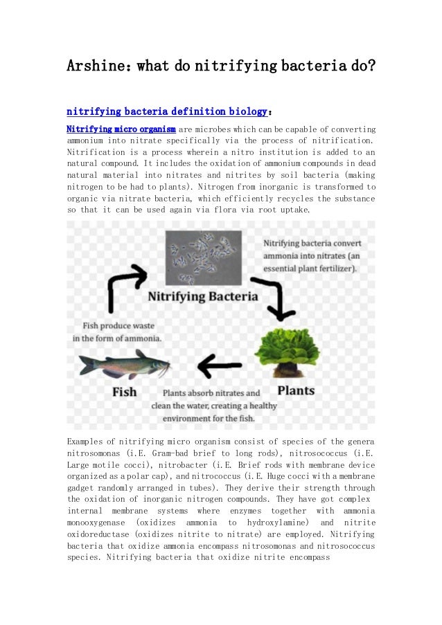 Arshine：
what do nitrifying bacteria do?
nitrifying bacteria definition biology：
Nitrifying micro organism are microbes which can be capable of converting
ammonium into nitrate specifically via the process of nitrification.
Nitrification is a process wherein a nitro institution is added to an
natural compound. It includes the oxidation of ammonium compounds in dead
natural material into nitrates and nitrites by soil bacteria (making
nitrogen to be had to plants). Nitrogen from inorganic is transformed to
organic via nitrate bacteria, which efficiently recycles the substance
so that it can be used again via flora via root uptake.
Examples of nitrifying micro organism consist of species of the genera
nitrosomonas (i.E. Gram-bad brief to long rods), nitrosococcus (i.E.
Large motile cocci), nitrobacter (i.E. Brief rods with membrane device
organized as a polar cap), and nitrococcus (i.E. Huge cocci with a membrane
gadget randomly arranged in tubes). They derive their strength through
the oxidation of inorganic nitrogen compounds. They have got complex
internal membrane systems where enzymes together with ammonia
monooxygenase (oxidizes ammonia to hydroxylamine) and nitrite
oxidoreductase (oxidizes nitrite to nitrate) are employed. Nitrifying
bacteria that oxidize ammonia encompass nitrosomonas and nitrosococcus
species. Nitrifying bacteria that oxidize nitrite encompass
 