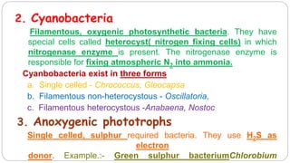 2. Cyanobacteria
Filamentous, oxygenic photosynthetic bacteria. They have
special cells called heterocyst( nitrogen fixing cells) in which
nitrogenase enzyme is present. The nitrogenase enzyme is
responsible for fixing atmospheric N2 into ammonia.
Cyanbobacteria exist in three forms
a. Single celled - Chrococcus, Gleocapsa
b. Filamentous non-heterocystous - Oscillatoria,
c. Filamentous heterocystous -Anabaena, Nostoc
3. Anoxygenic phototrophs
Single celled, sulphur required bacteria. They use H2S as
electron
donor. Example.:- Green sulphur bacteriumChlorobium
 