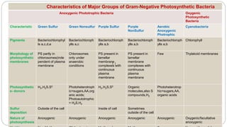 Characteristics of Major Groups of Gram-Negative Photosynthetic Bacteria
Anoxygenic Phototrophic Bacteria Oxygenic
Photosynthetic
Bacteria
Characteristic Green Sulfur Green Nonsulfur Purple Sulfur Purple
NonSulfur
Aerobic
Anoxygenic
Photrophic
Cyanobacteria
Pigments Bacteriochlorophyl
ls a,c,d,e
Bacteriochloroph
ylls a,c
Bacteriochloroph
ylls a,b
Bacteriochloroph
ylls a,b
Bacteriochloroph
ylls a,b
Chlorophyll
Morphology of
photosynthetic
membranes
PS partly in
chlorosomes(inde
pendent of plasma
membrane
Chlorosomes
only under
anaerobic
conditions
PS present in
lamellar
membrane
complexes with
continuous
plasma
membrane
PS present in
lamellar
membrane
complexes with
continuous
plasma
membrane
Few Thylakoid membranes
Photosynthetic
e- donors
H2,H2S,S0 Photoheterotroph
ic=sugars,AA,org
anic acids;
Photoautotrophic
= H2S,H2
H2,H2S,S0 Organic
molecules,also S
compounds,H2
Photoheterotrop
hic=sugars,AA,
organic acids
Sulfur
deposition
Outside of the cell Inside of cell Sometimes
outside of the cell
Nature of
photosynthesis
Anoxygenic Anoxygenic Anoxygenic Anoxygenic Anoxygenic Oxygenic/facultative
anoxygenic
 
 