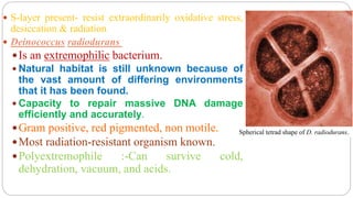  S-layer present- resist extraordinarily oxidative stress,
desiccation & radiation.
 Deinococcus radiodurans
Is an extremophilic bacterium.
 Natural habitat is still unknown because of
the vast amount of differing environments
that it has been found.
 Capacity to repair massive DNA damage
efficiently and accurately.
Gram positive, red pigmented, non motile.
Most radiation-resistant organism known.
Polyextremophile :-Can survive cold,
dehydration, vacuum, and acids.
Spherical tetrad shape of D. radiodurans.
 