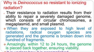 Why is Deinococcus so resistant to ionizing
radiation?
 Their resistance to radiation results from their
ability to repair a severely damaged genome,
which consists of circular chromosomes, a
megaplasmid, and small plasmid.
 When they are exposed to high level of
radiations, radical oxygen species are
generated and the genome is broken down into
hundred of fragments.
 Amazingly, within 12 to 24 hours, the genome
is pieced back together, ensuring viability.
 