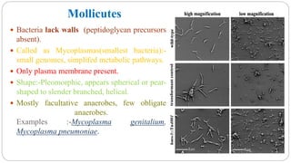 Mollicutes
 Bacteria lack walls (peptidoglycan precursors
absent).
 Called as Mycoplasmas(smallest bacteria):-
small genomes, simplifed metabolic pathways.
 Only plasma membrane present.
 Shape:-Pleomorphic, appears spherical or pear-
shaped to slender branched, helical.
 Mostly facultative anaerobes, few obligate
anaerobes.
Examples :-Mycoplasma genitalium,
Mycoplasma pneumoniae.
 