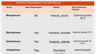 Properties of Some Members of the Class Mollicutes
Genus Sterol Requirement Habitat Other distinctive
Features
Mesoplasma No Insects, plants Optimum growth
30оC
Mycoplasma Yes Humans, animals Optimum growth 37оC,
Spiroplasma Yes Insects, plants Optimum growth 30-
37оC
Ureaplasma Yes Humans, Urea hydrolysis
 