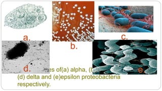 Some images of(a) alpha, (b) beta, (c)gamma,
(d) delta and (e)epsilon proteobacteria
respectively.
b.
c.
d.
a.
e.
 