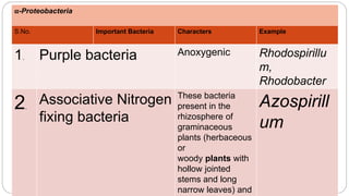 α-Proteobacteria
S.No. Important Bacteria Characters Example
1. Purple bacteria Anoxygenic Rhodospirillu
m,
Rhodobacter
2.
Associative Nitrogen
fixing bacteria
These bacteria
present in the
rhizosphere of
graminaceous
plants (herbaceous
or
woody plants with
hollow jointed
stems and long
narrow leaves) and
Azospirill
um
 