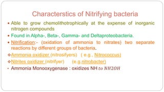 Characterstics of Nitrifying bacteria
 Able to grow chemolithotrophically at the expense of inorganic
nitrogen compounds
 Found in Alpha-, Beta-, Gamma- and Deltaproteobacteria.
 Nitrification:- (oxidation of ammonia to nitrates) two separate
reactions by different groups of bacteria.
Ammonia oxidizer (nitrosifyers) ( e.g., Nitrococcus)
Nitrites oxidizer (nitrifyer) (e.g,nitrobacter)
• Ammonia Monooxygenase : oxidizes NH 𝑡𝑜 𝑁𝐻2𝑂𝐻
 