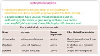 Alphaproteobacteria
 Alphaproteobacteria includes most of the oligotrophic
proteobacteria (those capable of growing at low nutrient levels).
 α-proteobacteria have unusual metabolic modes such as
methylotrophy-the ability to grow using methane as a carbon
source (Methylobacterium), chemolithotrophy (Nitrobacter), and
the ability to fix nitrogen (Rhizobium).Characteristic of selected α-proteobacteria
Genus Morphology Oxygen
Requirement
Other Distinct Characteristics
Agrobacterium Motile,nonsporulating,rods Aerobic Chemoorganotroph,invade & cause
tumor in plants
Rhizobium Motile with flagella,rods Aerobic Invade plants for N-fixing root
nodules
Rickettsia Short, non motile, rods Aerobic Obligate intracellular parasite
 