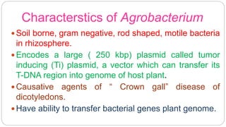 Characterstics of Agrobacterium
 Soil borne, gram negative, rod shaped, motile bacteria
in rhizosphere.
 Encodes a large ( 250 kbp) plasmid called tumor
inducing (Ti) plasmid, a vector which can transfer its
T-DNA region into genome of host plant.
 Causative agents of “ Crown gall” disease of
dicotyledons.
 Have ability to transfer bacterial genes plant genome.
 