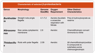 Betaproteobacteria
 β-proteobacteria are similar to the a-proteobacteria metabolically but tend to use
substances that diﬀuse from organic decomposition in anoxic habitats.
 Some of these bacteria use hydrogen, ammonia, volatile fatty acids, and similar
substances.
 As with a-proteobacteria, there is considerable metabolic diversity; β-proteobacteria may
be chemoorganotrophs, photolithotrophs, and chemolithotrophs.
Characteristic of selected β-proteobacteria
Genus Morphology Genome
Size(Mb)
Oxygen
Requirement
Other Distinct
Characteristics
Burkholder
ia
Straight rods,single
flagella
4.1-7.2 Aerobic,facultativ
e anaerobe
respiration with
Nitrate
Poly-β-hydroxybutyrate as
reserve
Nitrosomo
nas
Size varies,cytoplasmic
membrane
2.8 Aerobic Chemolithotropic convert
Ammonia to nitrite
Thiobacillu
s
Rods with polar flagella 2.09 Aerobic All chemolithotropic(oxidize
S compounds to
sulphates),some
chemoorganotropic
 