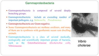 Gammaproteobacteria
 Gammaproteobacteria is composed of several deeply
branching groups.
 Gammaproteobacteria include an exceeding number of
important pathogens, e.g. Salmonella, Pseudomonas.
 Gammaproteobacteria are Gram-negative.
 Some Gammaproteobacteria are methane oxidizers, and many
of them are in symbiosis with geothermic ocean vent dwelling
animals.
 Gammaproteobacteria is a class of several medically,
ecologically and scientifically important groups of bacteria,
such as the Enterobacteriaceae (Escherichia coli),
Vibrionaceae.
Vibrio
cholerae
 