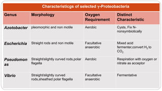 Characteristicgs of selected γ-Proteobacteria
Genus Morphology Oxygen
Requirement
Distinct
Characteristic
Azotobacter pleomorphic and non motile Aerobic Cysts, Fix N-
nonsymbiotically
Escherichia Straight rods and non motile Facultative
anaerobic
Mixed acid
fermenter,convert H2 to
CO2
Pseudomon
as
Straight/slightly curved rods,polar
flagella
Aerobic Respiration with oxygen or
nitrate as acceptor
Vibrio Straight/slightly curved
rods,sheathed polar flagella
Facultative
anaerobic
Fermentative
 