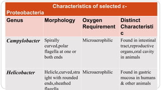 Epsilonproteobacteria
 Slender, Gram-negative rods,straight, curved, or helical.
 Are chemolithoautotroph.
 Most inhabit extreme environments such as the acidic gastric
mucosa, hydrothermal vents, and sulfdic caves.
 Mostly thermophilic and chemolithoautotrophic.
 Some chemoorganotrophic or chemolithoheterotrophic inorganic
compounds(use H2& S2- as e- donor).
Characteristics of selected ε-
Proteobacteria
Genus Morphology Oxygen
Requirement
Distinct
Characteristi
c
Campylobacter Spirally
curved,polar
flagella at one or
both ends
Microaerophilic Found in intestinal
tract,reproductive
organs,oral cavity
in animals
Helicobacter Helicle,curved,stra
ight with rounded
ends,sheathed
Microaerophilic Found in gastric
mucosa in humans
& other animals
 