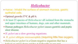 Helicobacter
 Habitat:- Inhabit the surface of stomach mucosa, gastric
epithelial cells.
 Optimal growth-37οC & pH 6.
 At least 23 species of Helicobacter all isolated from the stomachs
and upper intestines of humans, dogs, cats and other mammals.
 Human pathogen Helicobacter pylori causes gastritis and peptic
ulcer disease.
 H. pylori are a slow growing organisms.
 H. pylori obligate microaerophile (requiring little free oxygen).
 Helicobacter pylori is a Gram-negative organism that has a
 