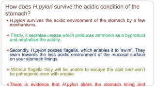 How does H.pylori survive the acidic condition of the
stomach?
 H.pylori survives the acidic environment of the stomach by a few
mechanisms.
 Firstly, it secretes urease which produces ammonia as a byproduct
and neutralize the acidity.
Secondly, H.pylori posses flagella, which enables it to ‘swim’. They
swim towards the less acidic environment of the mucosal surface
on your stomach linings.
 Without flagella they will be unable to escape the acid and won’t
be pathogenic even with urease.
There is evidence that H.pylori alters the stomach lining and
 