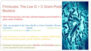 Firmicutes: The Low G + C Gram-Positive
Bacteria
 Most Firmicutes have cell walls, and these bacteria can be found in a
great variety of habitats.
 They are grouped in the Class Bacilli or Class Clostridia. Diverse
Firmicutes include Staphylococcus,
Micrococcus,Streptococcus and Lactobacillus
.
 Some Firmicutes can form an endospore, a resistant differentiated
cell produced under special, usually stressful, conditions.
 Endospore-forming bacteria such as Bacillus and Clostridium species
can be classified by their aerotolerance.
 