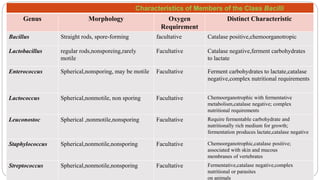 Characteristics of Members of the Class Bacilli
Genus Morphology Oxygen
Requirement
Distinct Characteristic
Bacillus Straight rods, spore-forming facultative Catalase positive,chemoorganotropic
Lactobacillus regular rods,nonsporeing,rarely
motile
Facultative Catalase negative,ferment carbohydrates
to lactate
Enterococcus Spherical,nonsporing, may be motile Facultative Ferment carbohydrates to lactate,catalase
negative,complex nutritional requirements
Lactococcus Spherical,nonmotile, non sporing Facultative Chemoorganotrophic with fermentative
metabolism,catalase negative; complex
nutritional requirements
Leuconostoc Spherical ,nonmotile,nonsporing Facultative Require fermentable carbohydrate and
nutritionally rich medium for growth;
fermentation produces lactate,catalase negative
Staphylococcus Spherical,nonmotile,nonsporing Facultative Chemoorganotrophic,catalase positive;
associated with skin and mucous
membranes of vertebrates
Streptococcus Spherical,nonmotile,nonsporing Facultative Fermentative,catalase negative,complex
nutritional or parasites
on animals
 