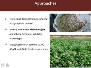 Approaches
 Testing and demonstrating promising
forage options on-farm
 Linking with Africa RISING project
and others for farmer validated
technologies
 Engaging research partners (EIAR,
ARARI, and OARI) for demonstrations
 