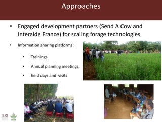 Approaches
• Engaged development partners (Send A Cow and
Interaide France) for scaling forage technologies
• Information sharing platforms:
• Trainings
• Annual planning meetings,
• field days and visits
 