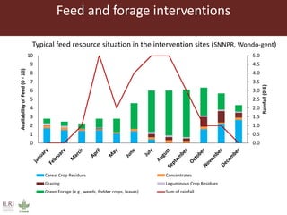 0.0
0.5
1.0
1.5
2.0
2.5
3.0
3.5
4.0
4.5
5.0
0
1
2
3
4
5
6
7
8
9
10
Rainfall(0-5)
AvailabilityofFeed(0-10)
Cereal Crop Residues Concentrates
Grazing Leguminous Crop Residues
Green Forage (e.g., weeds, fodder crops, leaves) Sum of rainfall
Typical feed resource situation in the intervention sites (SNNPR, Wondo-gent)
Feed and forage interventions
 