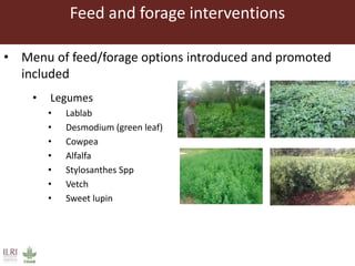 Feed and forage interventions
• Menu of feed/forage options introduced and promoted
included
• Legumes
• Lablab
• Desmodium (green leaf)
• Cowpea
• Alfalfa
• Stylosanthes Spp
• Vetch
• Sweet lupin
 