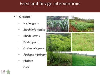 Feed and forage interventions
• Grasses
• Napier grass
• Brachiaria mutica
• Rhodes grass
• Desho grass
• Guatemala grass
• Panicum maximum
• Phalaris
• Oats
 