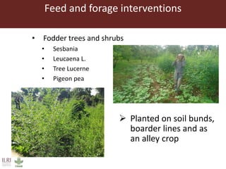 Feed and forage interventions
• Fodder trees and shrubs
• Sesbania
• Leucaena L.
• Tree Lucerne
• Pigeon pea
 Planted on soil bunds,
boarder lines and as
an alley crop
 