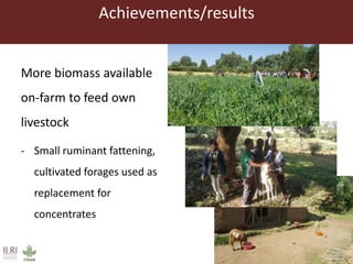 Achievements/results
More biomass available
on-farm to feed own
livestock
- Small ruminant fattening,
cultivated forages used as
replacement for
concentrates
 