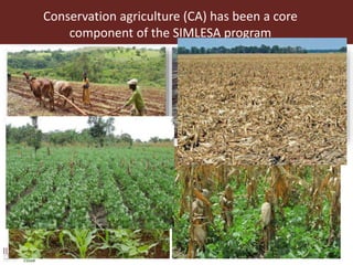 Conservation agriculture (CA) has been a core
component of the SIMLESA program
 