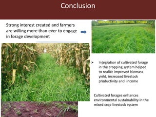 Conclusion
Strong interest created and farmers
are willing more than ever to engage
in forage development
 Integration of cultivated forage
in the cropping system helped
to realize improved biomass
yield, increased livestock
productivity and income
 Cultivated forages enhances
environmental sustainability in the
mixed crop livestock system
Oats/vetch on farm, Damote, Ethiopia
Desho on bunds
Forage at the backyard
 