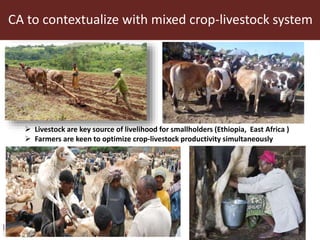 CA to contextualize with mixed crop-livestock system
 Livestock are key source of livelihood for smallholders (Ethiopia, East Africa )
 Farmers are keen to optimize crop-livestock productivity simultaneously
 