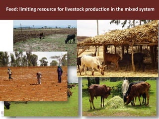 Grass weeds fill
the feed
shortage gaps
during the wet
season
Feed: limiting resource for livestock production in the mixed system
 