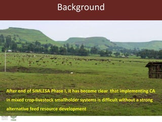 After end of SIMLESA Phase I, it has become clear that implementing CA
in mixed crop-livestock smallholder systems is difficult without a strong
alternative feed resource development
Background
 