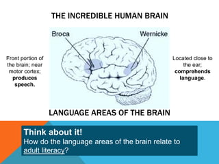 Think about it!
How do the language areas of the brain relate to
adult literacy?
THE INCREDIBLE HUMAN BRAIN
Front portion of
the brain; near
motor cortex;
produces
speech.
Located close to
the ear;
comprehends
language.
LANGUAGE AREAS OF THE BRAIN
 