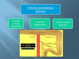 ARTERIAS DIAFRAGMÁTICAS INFERIORES | PPTX