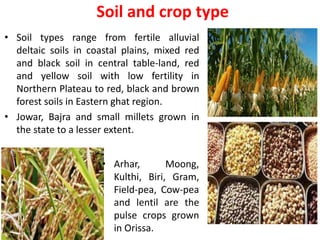 Soil and crop type
• Soil types range from fertile alluvial
deltaic soils in coastal plains, mixed red
and black soil in central table-land, red
and yellow soil with low fertility in
Northern Plateau to red, black and brown
forest soils in Eastern ghat region.
• Jowar, Bajra and small millets grown in
the state to a lesser extent.
• Arhar, Moong,
Kulthi, Biri, Gram,
Field-pea, Cow-pea
and lentil are the
pulse crops grown
in Orissa.
 