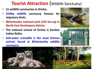 Tourist Attraction (Wildlife Sanctuary)
• 21 wildlife sanctuaries in Orisha.
• Chilika wildlife sanctuary famous for
migratory birds.
• Bhitarkanika national park (145 km.sq) in
North-East Kendrapara district.
• The national animal of Orisha is Sambar
Indian Roller.
• Salt-water crocodile is the most famous
animal, found in Bhitarkanika wildlife
sanctuary.
 