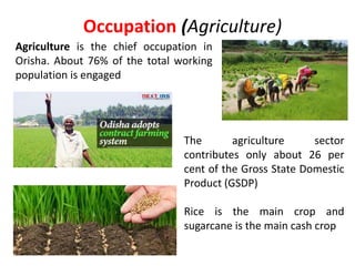 Occupation (Agriculture)
Agriculture is the chief occupation in
Orisha. About 76% of the total working
population is engaged
The agriculture sector
contributes only about 26 per
cent of the Gross State Domestic
Product (GSDP)
Rice is the main crop and
sugarcane is the main cash crop
 