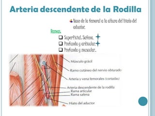 Arteriadescendentede la RodillaNace de la femoral a la altura del hiato del aductor. Ramas:Superficial: Safena.