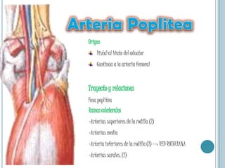 Profunda y articular.