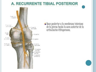 ArteriaTibialAnteriorRama de bifurcación anterior de  la poplítea.en el ligamento frondiforme recibe el nombre de ARTERIA DORSAL DEL PIE.Ramas colaterales:Recurrente tibial posterior